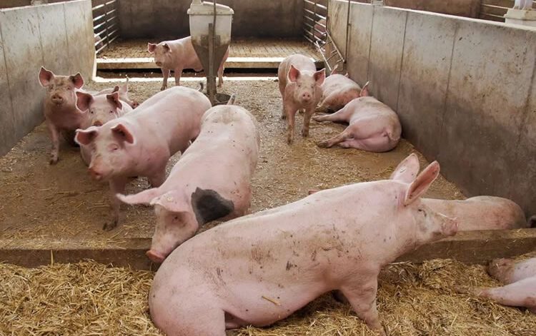 PigFarming 001 pig farming in Kenya