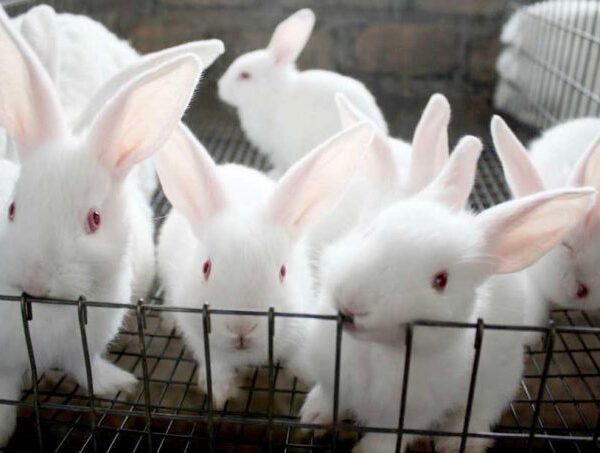 RAbbit 001