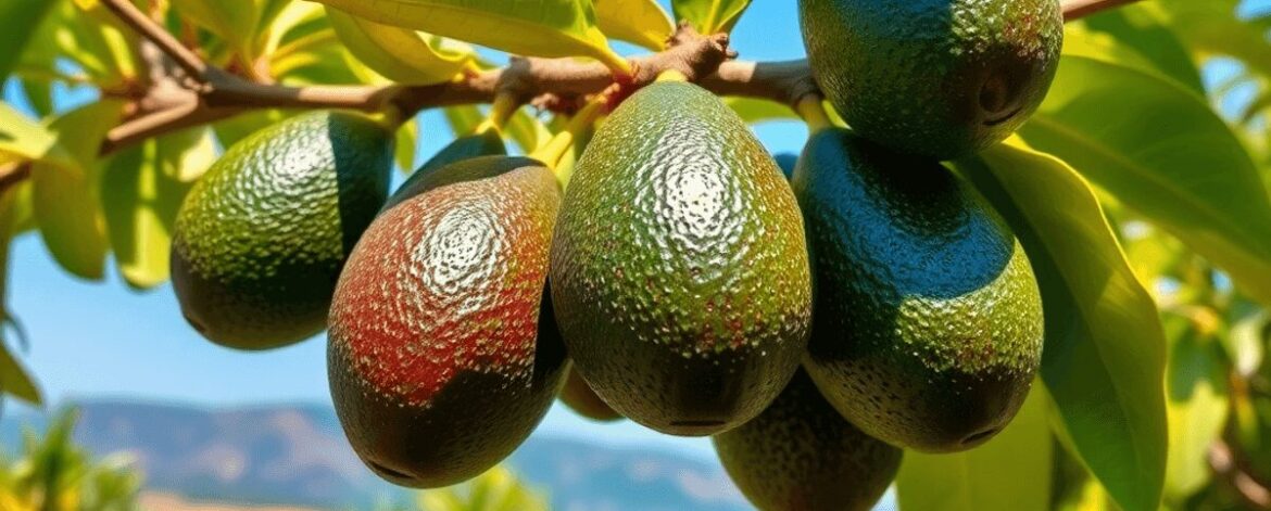 Ripe Hass avocados hanging on a tree branch with green leaves, set against sunny hills and a clear blue sky in a vibrant orchard.