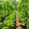 Rows of healthy young avocado plants in eco-friendly pots bathed in natural sunlight, surrounded by lush greenery in a vibrant nursery setting.