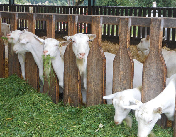 Sheep 001
