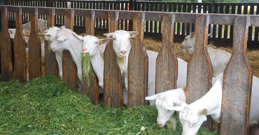 Sheep 001