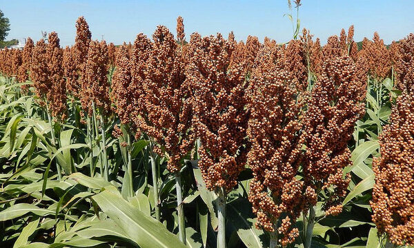 sorghum farming in Kenya