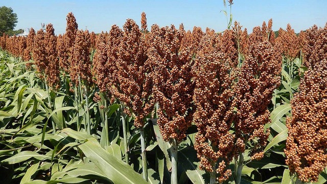 sorghum farming in Kenya