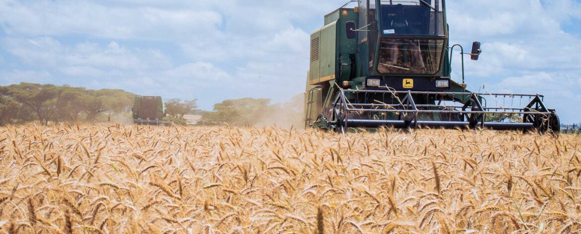 Smart wheat farming in Kenya