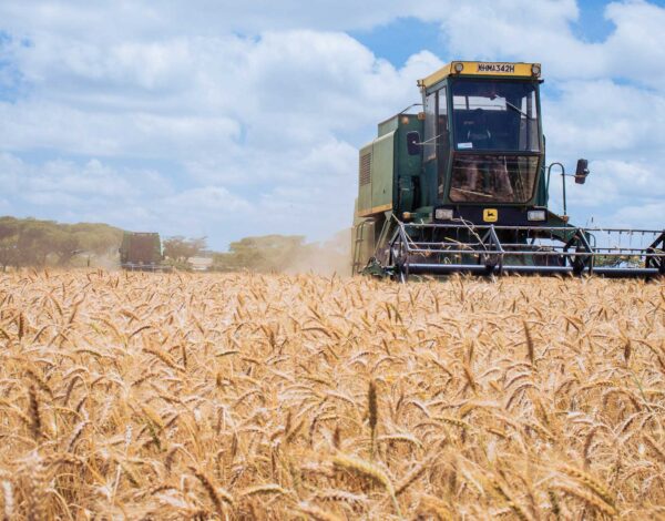 Smart wheat farming in Kenya
