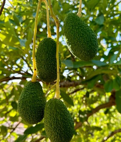 Young Hass avocado in our orchard near Malaga.