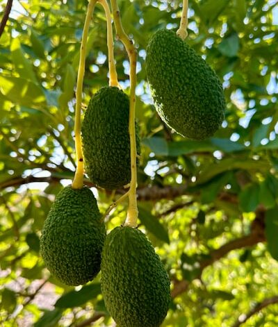 Young Hass avocado in our orchard near Malaga.