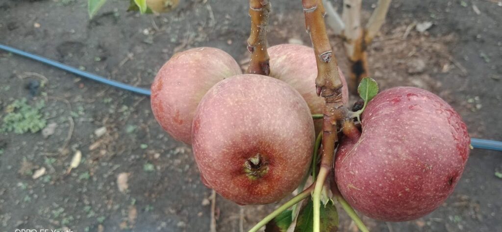 apple farming in kenya