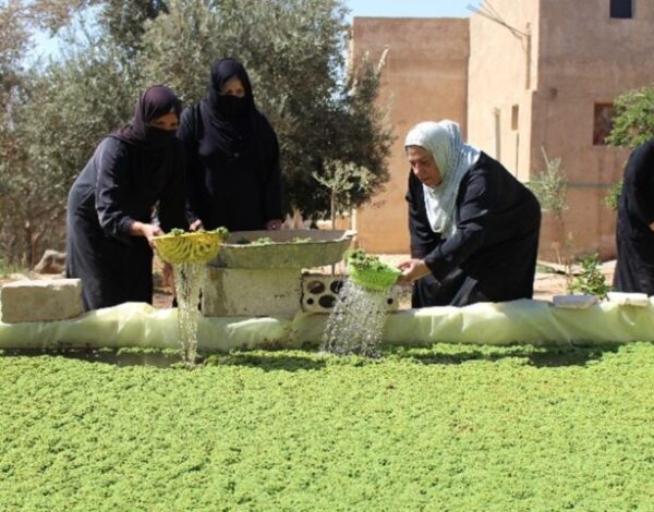 azolla 001