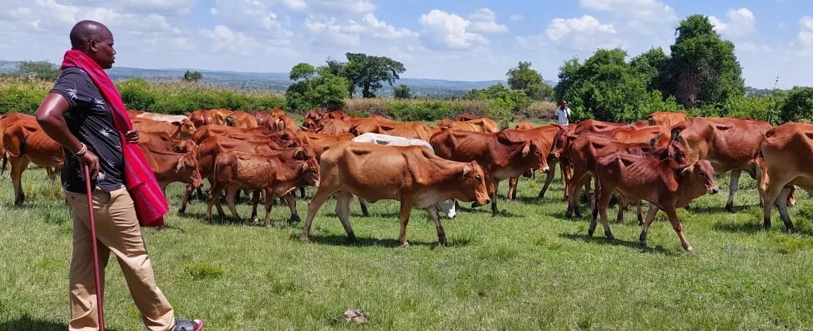 beef 001 beef farming in Kenya