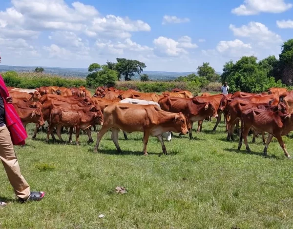 beef farming in Kenya