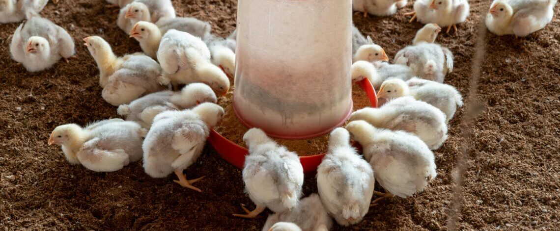 broiler 001