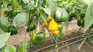 capsicum 001