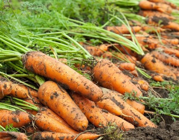 harvest of carrots