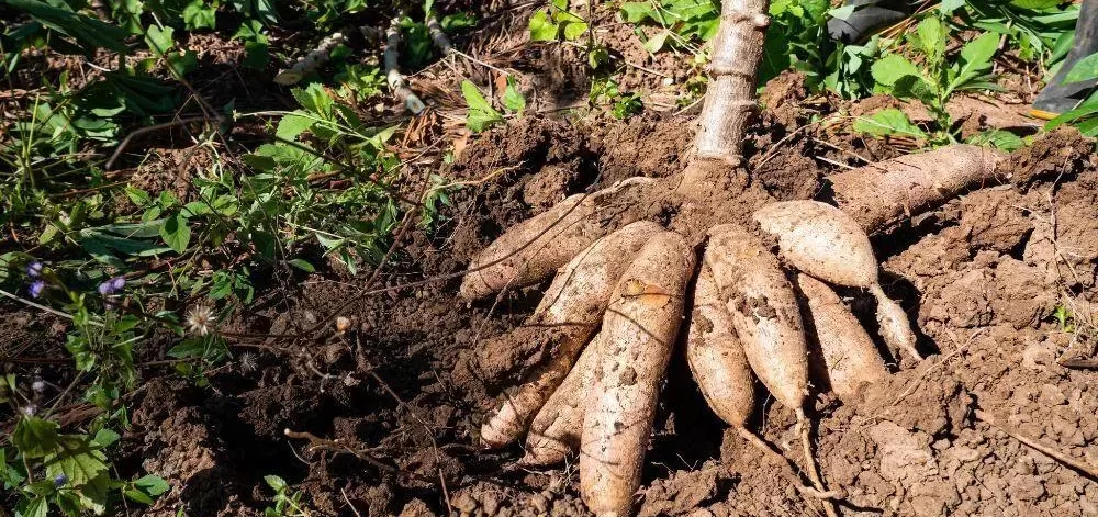 cassava 001