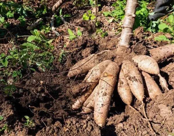 cassava 001