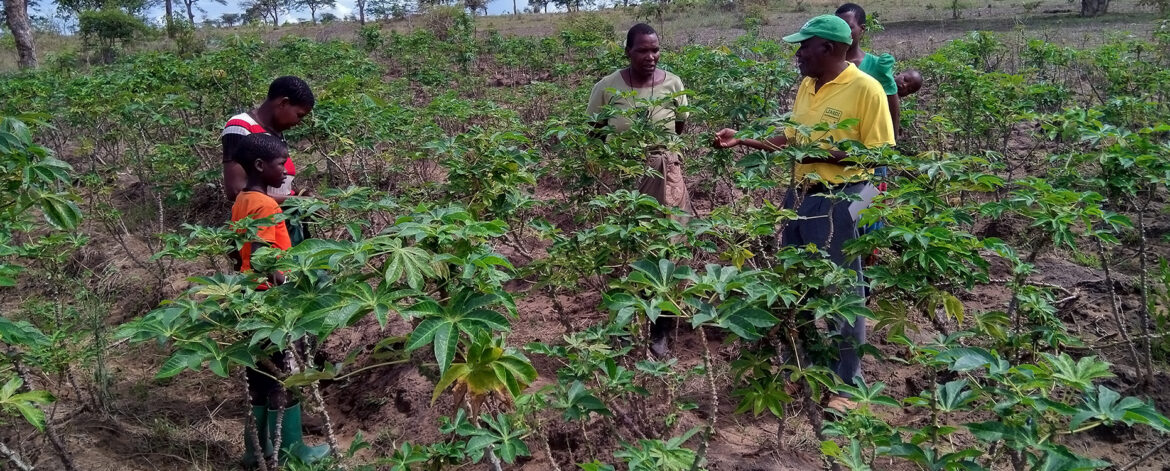 cassava 002
