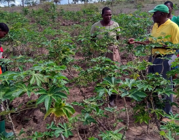 cassava 002
