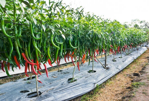 farming chilli in Kenya