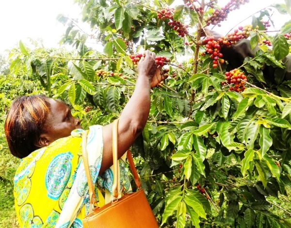 coffee farming in Kenya