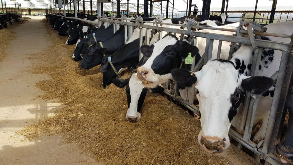 dairy farming in Kenya set to boost farmers income