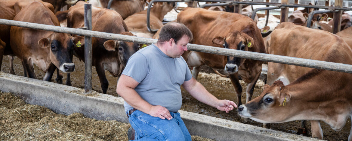dairy dairy farming zero grazing to boost livelihoods