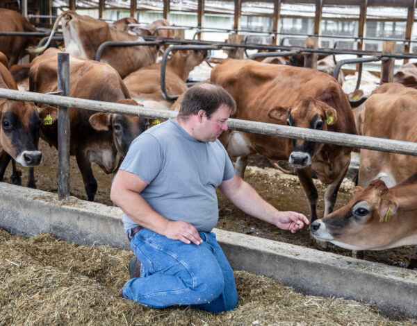 dairy farming zero grazing to boost livelihoods