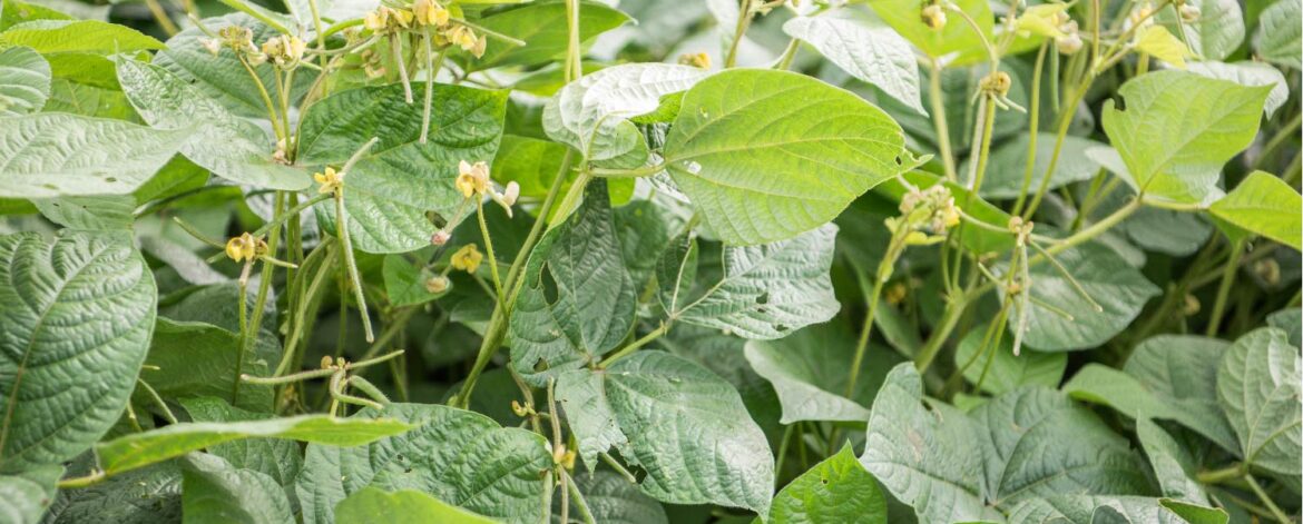 green grams farming in Kenya