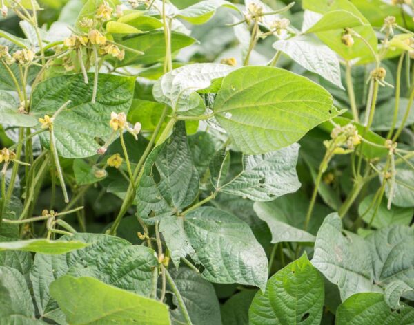 green grams farming in Kenya