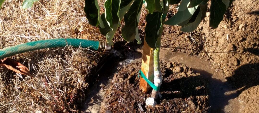 irrigation techniques for avocado farming