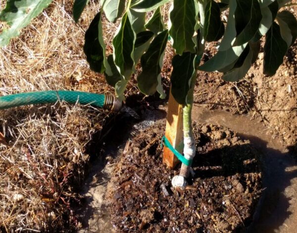 irrigation techniques for avocado farming