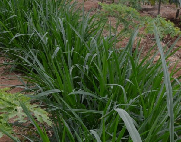 nappier grass farming in Kenya