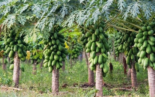pawpaw farming in Kenya