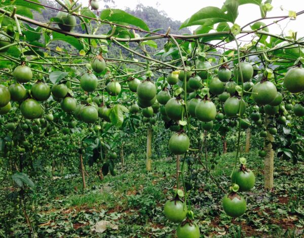 passion fruit farming in kenya