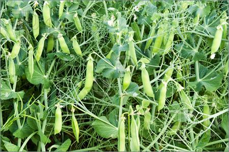 peas farming in Kenya