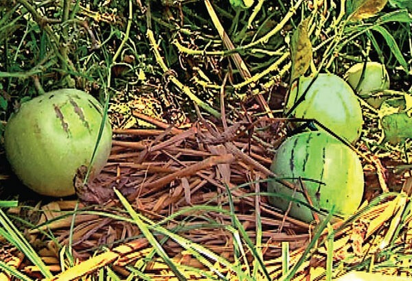 pepino melon farming in Kenya