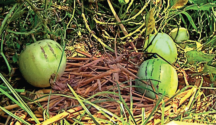 pepino melon farming in Kenya