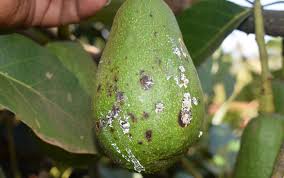 pest and disease management in hass avocado