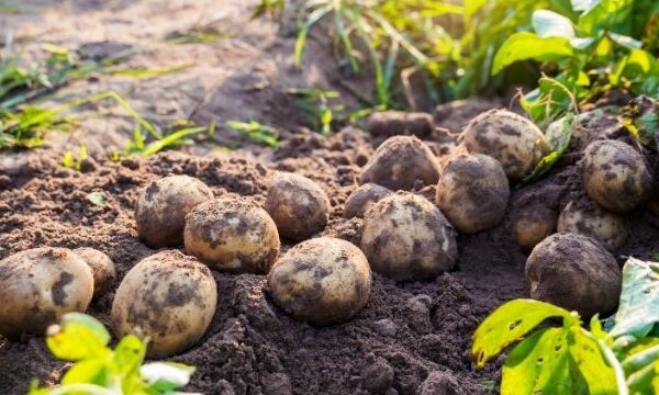 potato 001