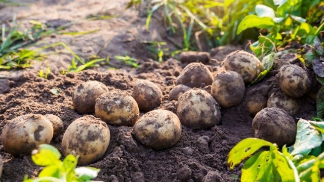 potato 001 potato 001