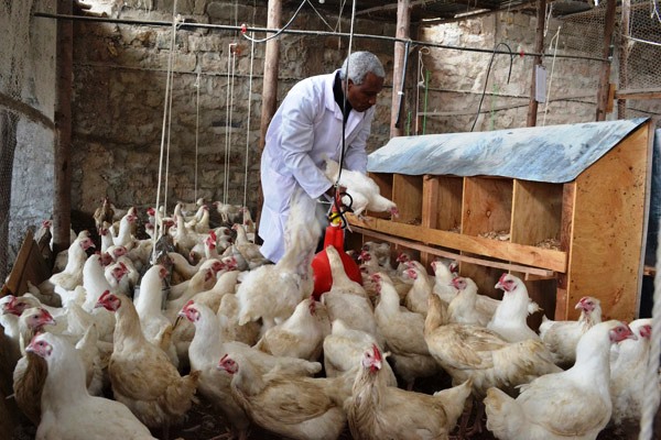 poultry-farming 001