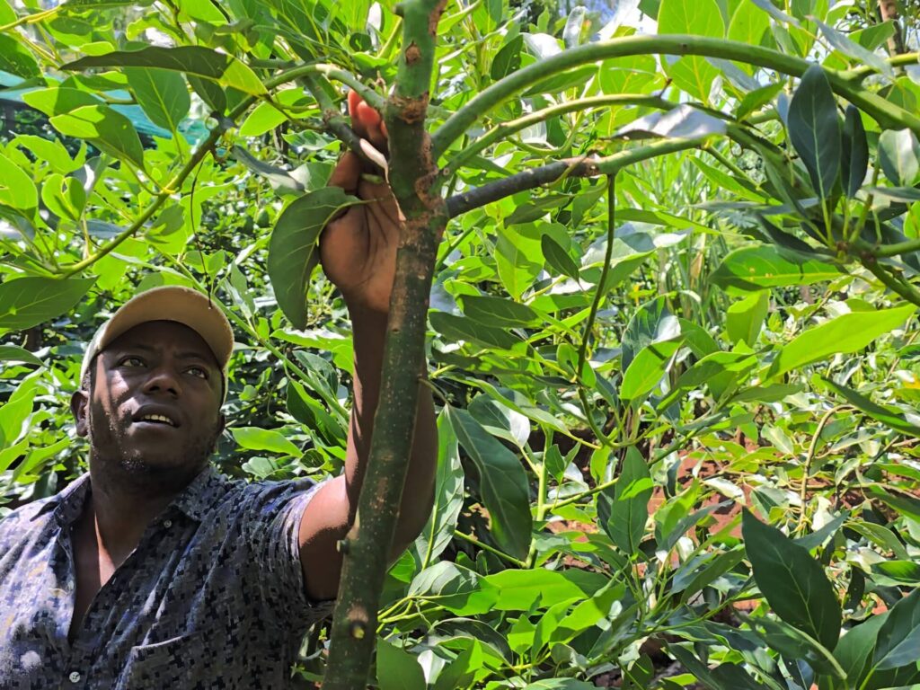 Methods and Learning Resources Used in Professional Avocado Farming Courses