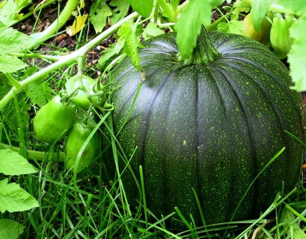 pumpkin farming in Kenya