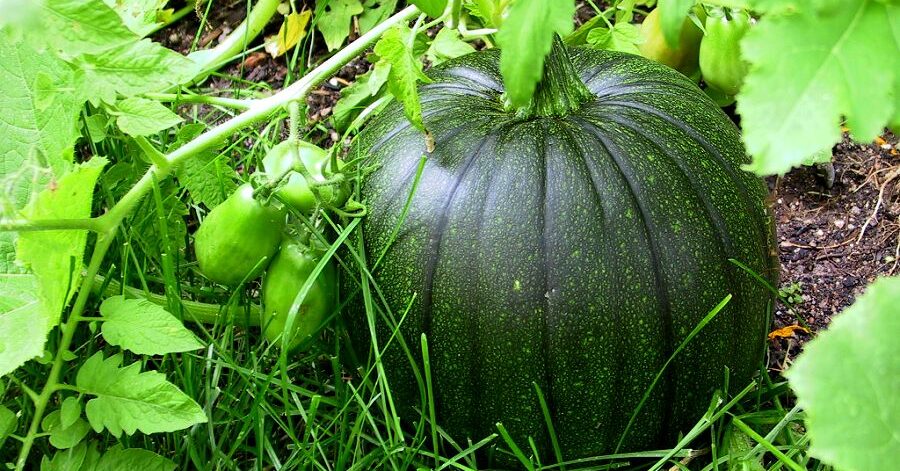 pumpkin farming in Kenya