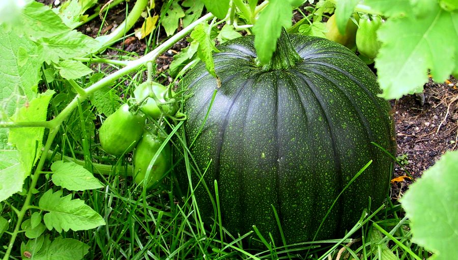 pumpkin farming in Kenya