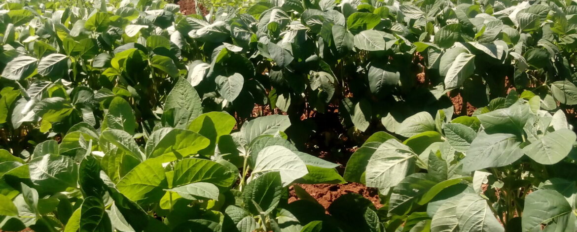 soybeans farming in Kenya
