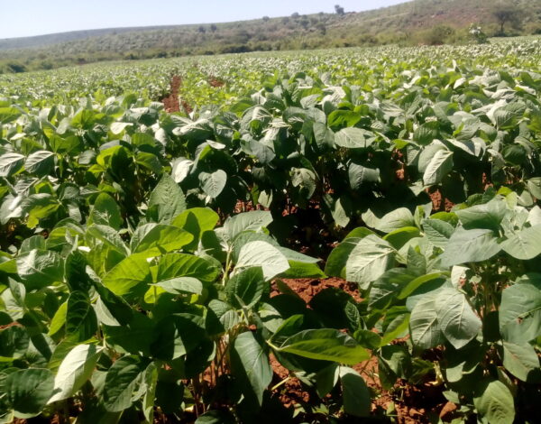 soybeans farming in Kenya