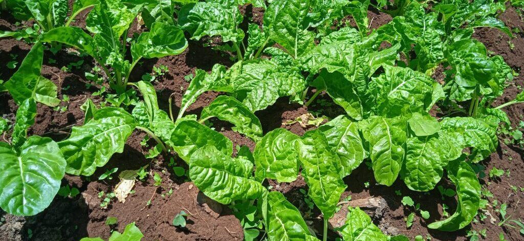 spinach farming in Kenya