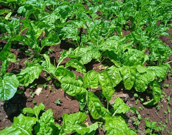 spinach farming in Kenya